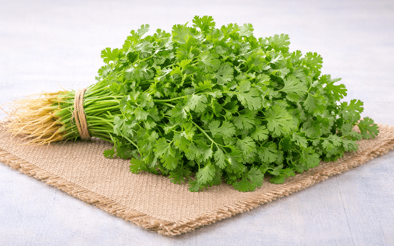 Coriander (हरा धनिया)