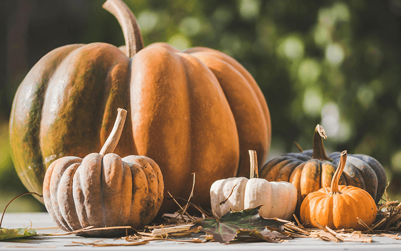 Pumpkin (कद्दू)